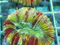 画像2: No.86 オオバナサンゴ　ピンクマルチ　　【毎度大人気のミニサイズ！】 (2)