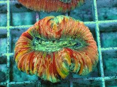 画像1: No.88 オオバナサンゴ　ピンクマルチ　　【毎度大人気のミニサイズ！】 (1)