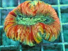 画像2: No.88 オオバナサンゴ　ピンクマルチ　　【毎度大人気のミニサイズ！】 (2)