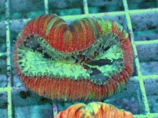 画像1: No.89 オオバナサンゴ　マルチカラー　　【毎度大人気のミニサイズ！】 (1)