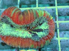 画像2: No.89 オオバナサンゴ　マルチカラー　　【毎度大人気のミニサイズ！】 (2)