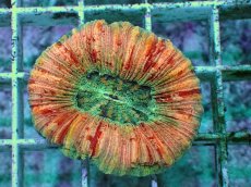 画像1: No.90 オオバナサンゴ　ピンクマルチ　　【毎度大人気のミニサイズ！】 (1)