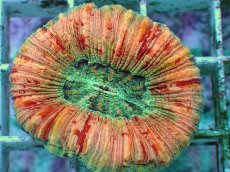 画像2: No.90 オオバナサンゴ　ピンクマルチ　　【毎度大人気のミニサイズ！】 (2)