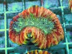 画像1: No.94 オオバナサンゴ　ピンクマルチ　　【毎度大人気のミニサイズ！】 (1)