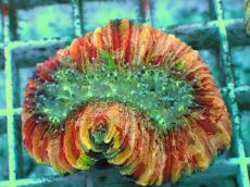 画像2: No.94 オオバナサンゴ　ピンクマルチ　　【毎度大人気のミニサイズ！】 (2)