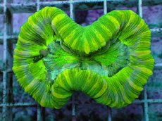 画像1: No.95 フィジー産 オオバナサンゴ　グリーンマルチ (1)