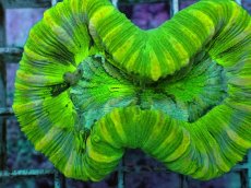 画像2: No.95 フィジー産 オオバナサンゴ　グリーンマルチ (2)