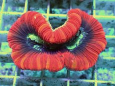 画像1: No.96 フィジー産 オオバナサンゴ　レッドマルチ (1)