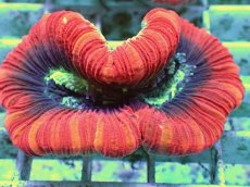 画像2: No.96 フィジー産 オオバナサンゴ　レッドマルチ (2)