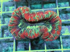 画像1: No.97 フィジー産 オオバナサンゴ　レッドマルチ (1)