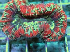 画像2: No.97 フィジー産 オオバナサンゴ　レッドマルチ (2)