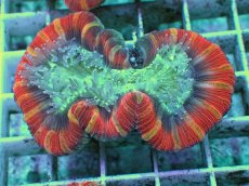 画像1: No.98 フィジー産 オオバナサンゴ　レッドマルチ (1)