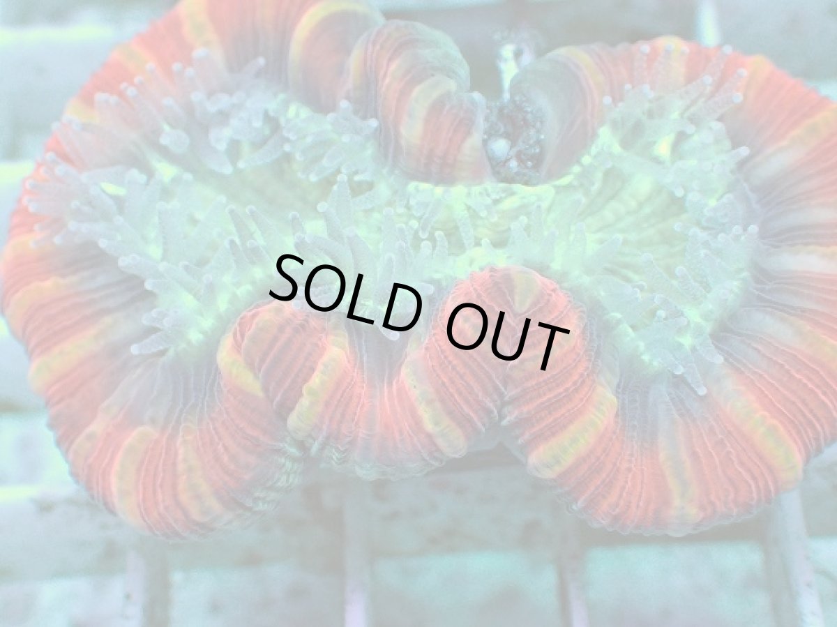 画像2: No.98 フィジー産 オオバナサンゴ　レッドマルチ (2)