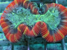 画像2: No.98 フィジー産 オオバナサンゴ　レッドマルチ (2)