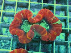 画像1: No.99 フィジー産 オオバナサンゴ　レッドマルチ (1)