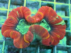 画像2: No.99 フィジー産 オオバナサンゴ　レッドマルチ (2)