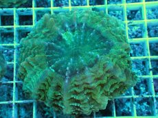 画像1: No.1 アザミハナガタサンゴ　グリーン　　【頑張りました！格安です！】 (1)