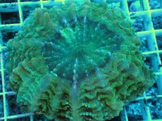 画像2: No.1 アザミハナガタサンゴ　グリーン　　【頑張りました！格安です！】 (2)
