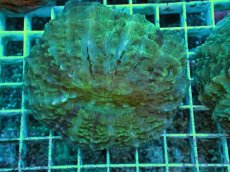 画像1: No.2 アザミハナガタサンゴ　グリーン　　【頑張りました！格安です！】 (1)