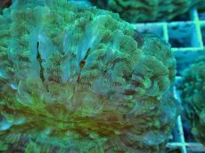 画像2: No.2 アザミハナガタサンゴ　グリーン　　【頑張りました！格安です！】 (2)