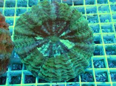 画像1: No.3 アザミハナガタサンゴ　グリーン　　【頑張りました！格安です！】 (1)