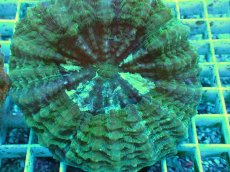 画像2: No.3 アザミハナガタサンゴ　グリーン　　【頑張りました！格安です！】 (2)