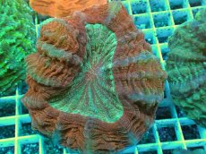 画像1: No.4 アザミハナガタサンゴ　レッドグリーン　　【頑張りました！格安です！】 (1)
