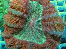 画像2: No.4 アザミハナガタサンゴ　レッドグリーン　　【頑張りました！格安です！】 (2)