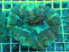 画像1: No.5 アザミハナガタサンゴ　グリーン　　【頑張りました！格安です！】 (1)