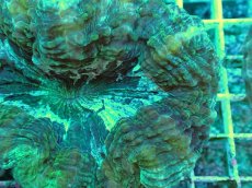 画像2: No.5 アザミハナガタサンゴ　グリーン　　【頑張りました！格安です！】 (2)