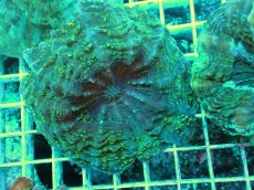 画像1: No.6 アザミハナガタサンゴ　グリーン　　【頑張りました！格安です！】 (1)