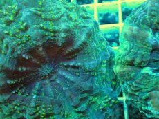 画像2: No.6 アザミハナガタサンゴ　グリーン　　【頑張りました！格安です！】 (2)