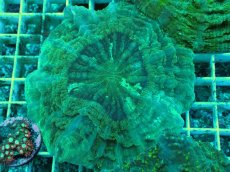画像1: No.7 アザミハナガタサンゴ　グリーン　　【頑張りました！格安です！】 (1)