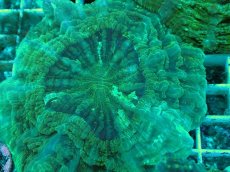 画像2: No.7 アザミハナガタサンゴ　グリーン　　【頑張りました！格安です！】 (2)