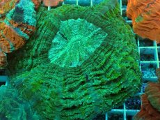 画像1: No.8 アザミハナガタサンゴ　グリーン　　【頑張りました！格安です！】 (1)