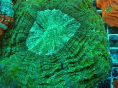 画像2: No.8 アザミハナガタサンゴ　グリーン　　【頑張りました！格安です！】 (2)