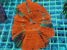 画像1: No.9 アザミハナガタサンゴ　メタリックマルチ　　【人気No.1】 (1)