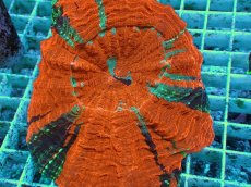 画像2: No.9 アザミハナガタサンゴ　メタリックマルチ　　【人気No.1】 (2)