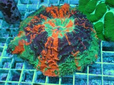 画像1: No.10 アザミハナガタサンゴ　マルチカラー (1)