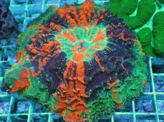 画像2: No.10 アザミハナガタサンゴ　マルチカラー (2)