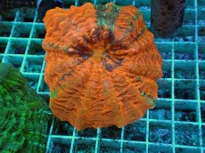 画像1: No.11 アザミハナガタサンゴ　メタリックオレンジ　　【人気No.1】 (1)
