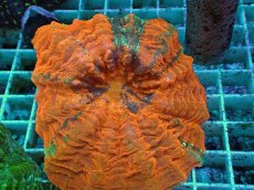 画像2: No.11 アザミハナガタサンゴ　メタリックオレンジ　　【人気No.1】 (2)