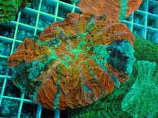 画像1: No.12 アザミハナガタサンゴ　マルチカラー (1)