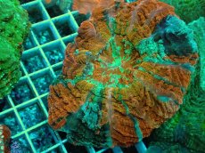 画像2: No.12 アザミハナガタサンゴ　マルチカラー (2)