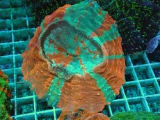 画像1: No.13 アザミハナガタサンゴ　マルチカラー (1)