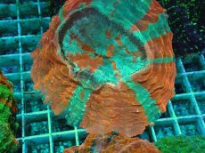 画像2: No.13 アザミハナガタサンゴ　マルチカラー (2)