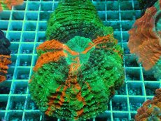 画像1: No.14 アザミハナガタサンゴ　マルチカラー (1)