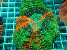 画像2: No.14 アザミハナガタサンゴ　マルチカラー (2)