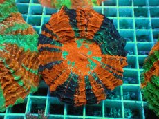 画像1: No.15 アザミハナガタサンゴ　マルチカラー (1)