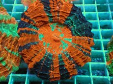 画像2: No.15 アザミハナガタサンゴ　マルチカラー (2)